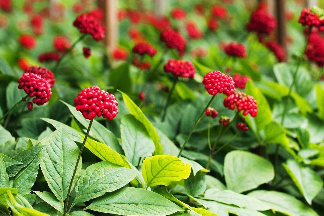 Medicinal herb ginseng for potency