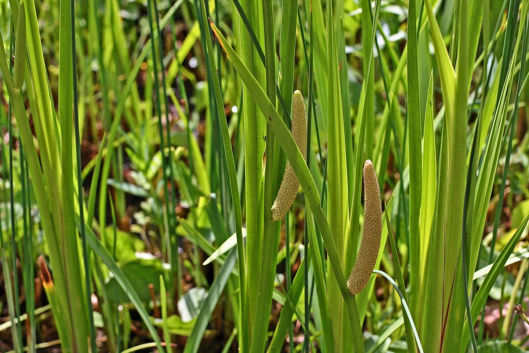 calamus plant for potency