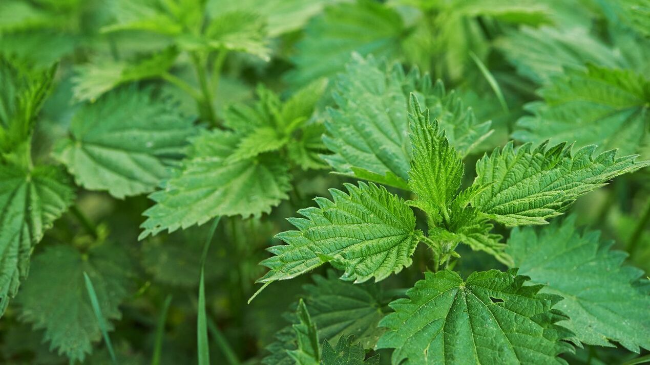 nettle herb for potency