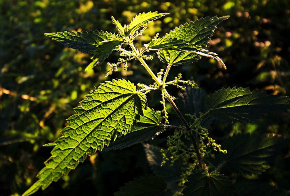 Nettles to increase potency